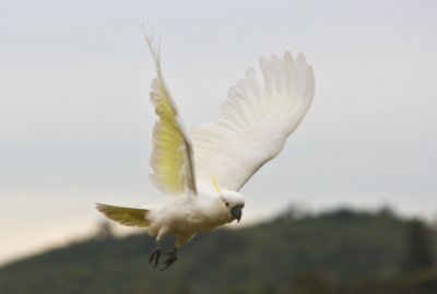 Sulphur Crested Cockatoo