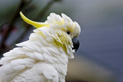 Sulphur Crested Cockatoo