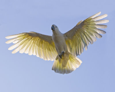 Sulphur Crested Cockatoo