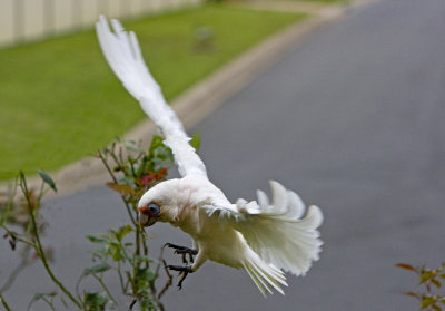 Long-billed Corella