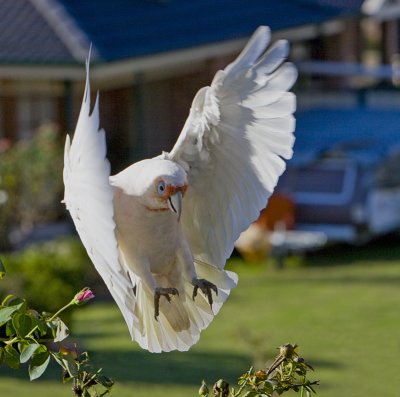 Long-billed Corella