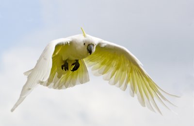 Sulphur Crested Cockatoo