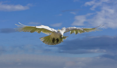 Sulphur Crested Cockatoo