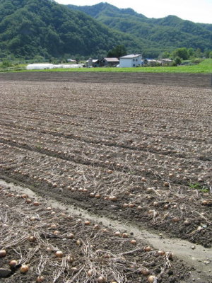 Day 5: Onion fields, unearthed to dry before harvesting