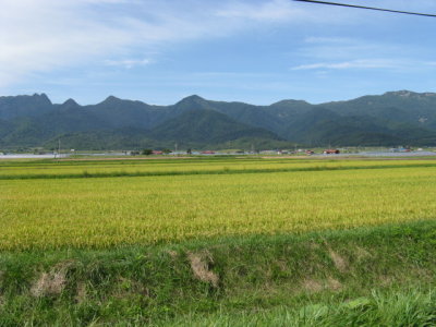 Rices fields on the road to Furano.