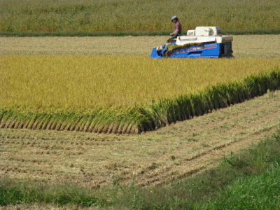 It`s harvest time for the rice fields.