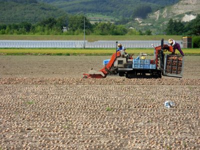 Onion harvest.