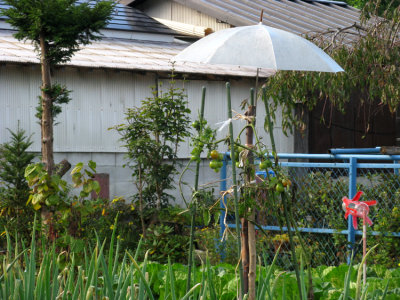 An umbrella is used to protect the tomatoes