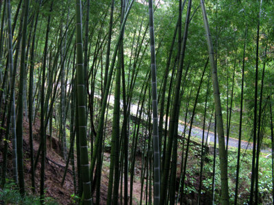 Bamboo forest along the trail.