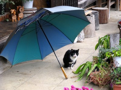 Cat using an umbrella in rain.