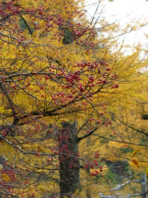 Red berries against the autumn gold of Larch trees.