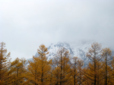 The gold color of the Larch