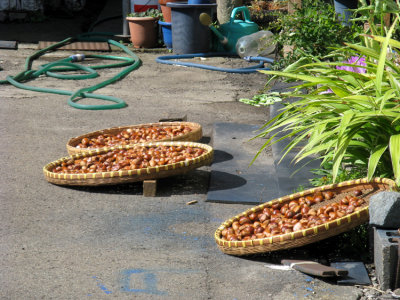 Local drying chestnuts. They are boiled until soft before eating.