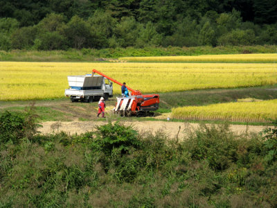 All around us, the harvest is taking place.