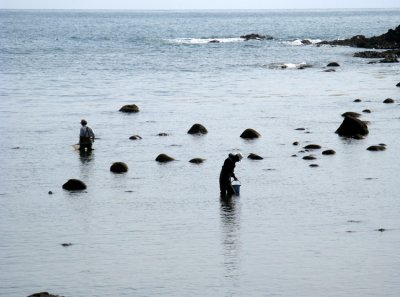 The locals are looking for sea snails.