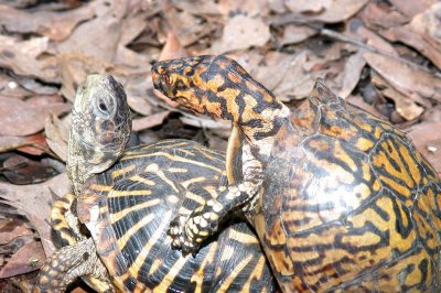 Box Turtles in Love
