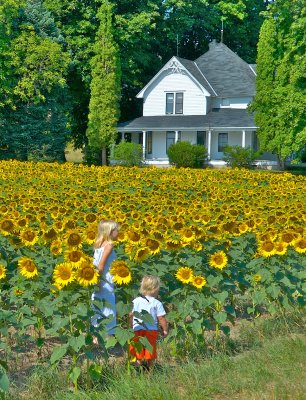 Elk River, MI Sunflowers, Barn, KIds