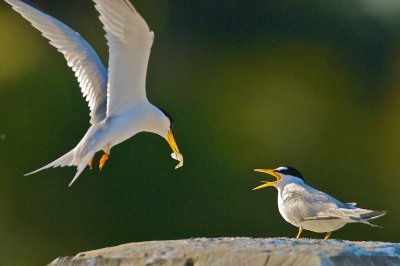 Least Terns courtship,Delray Beach, FL