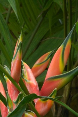 Heliconia at AOS Gardens