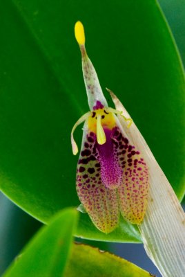 Restrepic Mini Orchid