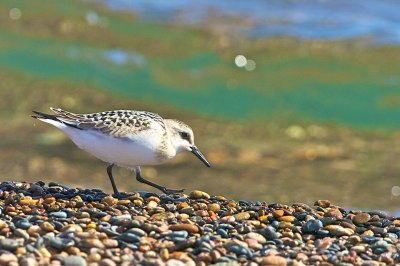 Sandpiper Juvenile Whitefish Point Lake Superior