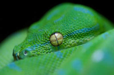 Green Tree Python