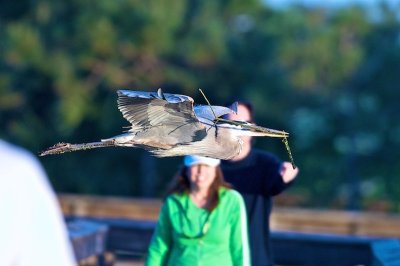 Great Blue Heron with nest material-Wakodahatchee-with people-eye to eye
