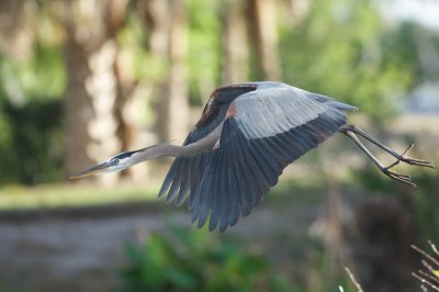 GBH-Great Blue Heron BIF Bird in Flight