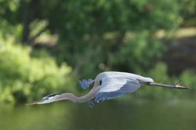 GBH BIF Wakodahatchee