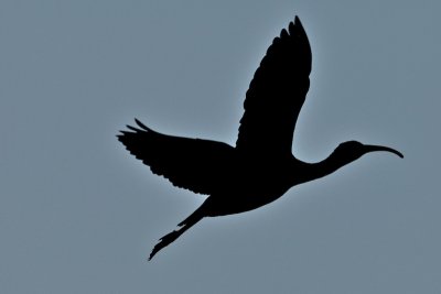 Glossy Ibis Shadow