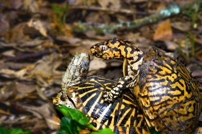 Mating Box Turtles  24456.jpg