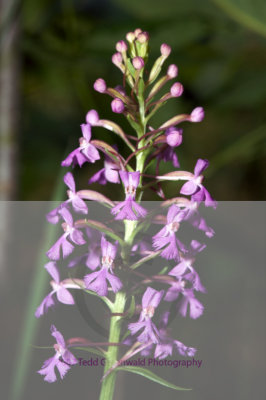 purple_fringed_orchid