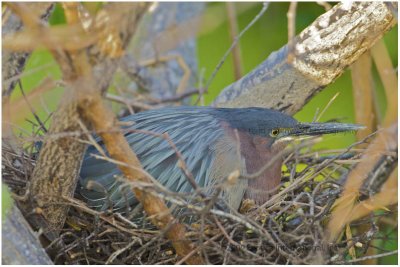 lgh on nest