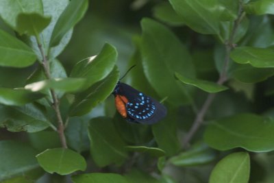 Coontie Hairstreak and Insect Gallery