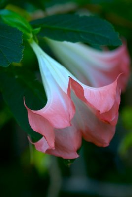 Trumpet Flower 2