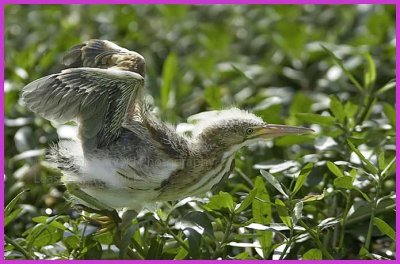 Bittern Chick Runs for Cover