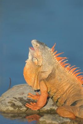 Iguana with open mouth