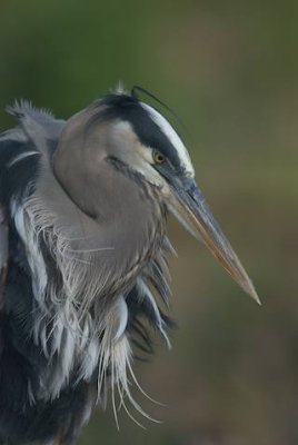 Great Blue Headshot