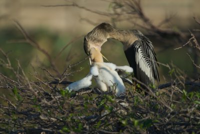 Anhinga feeding Chick