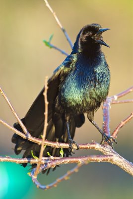 Boat Tailed Grackle Sings