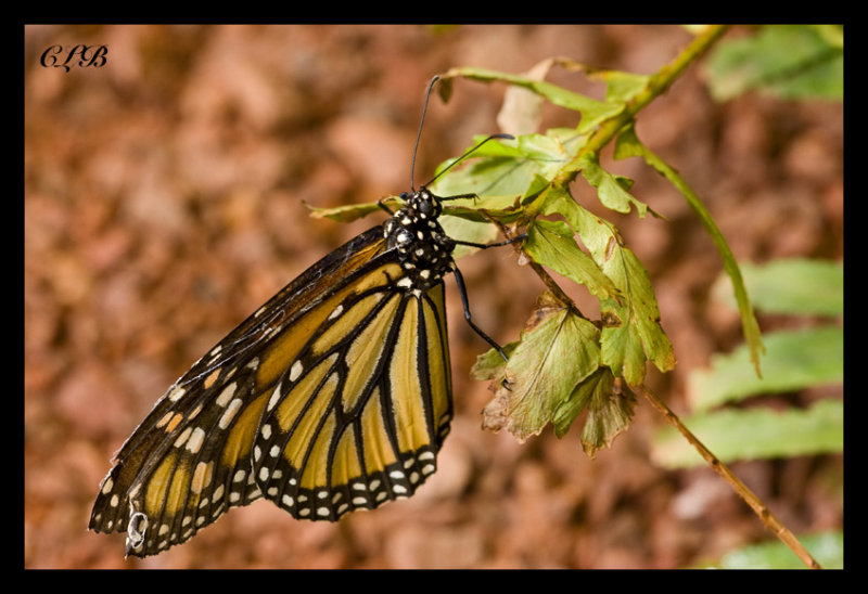 Monarch