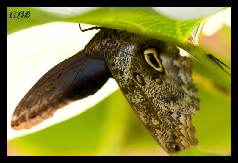 Owl Butterfly