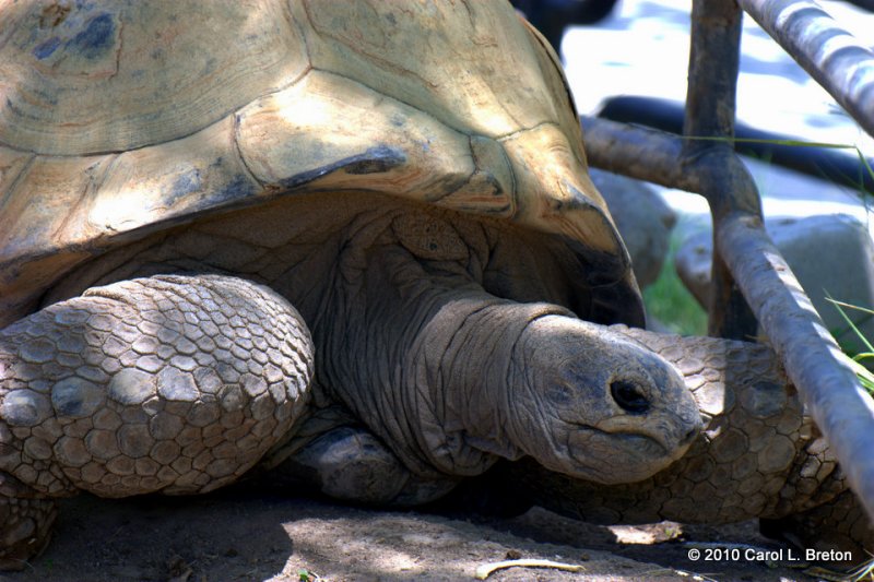 Aldabra Tortoise