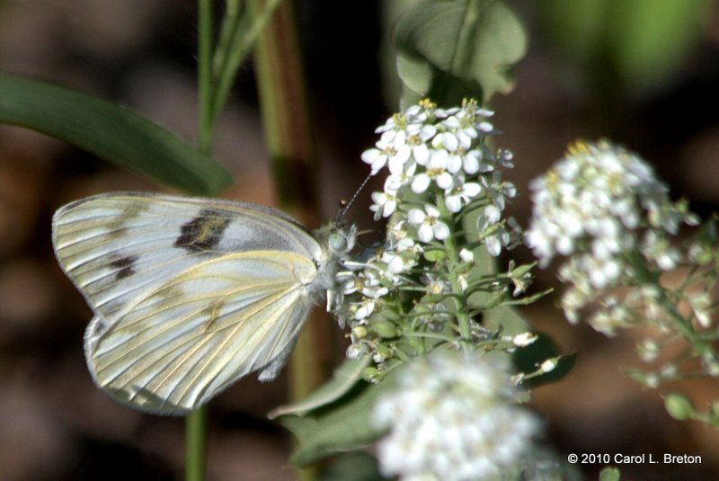 Checkered White
