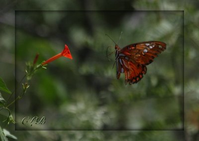 Gulf Fritillary