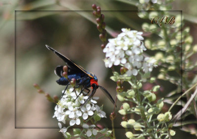 Tiger Moth - Veined Ctenucha