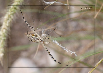 Banded Garden Spider