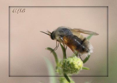 Bombyliidae - Bee Fly