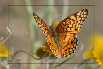 Variegated Fritillary