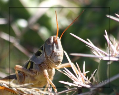 Spur-throated Grasshopper